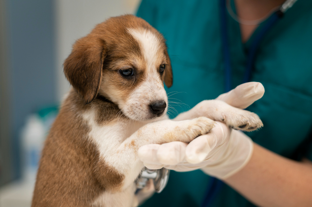 about our veterinary practice 