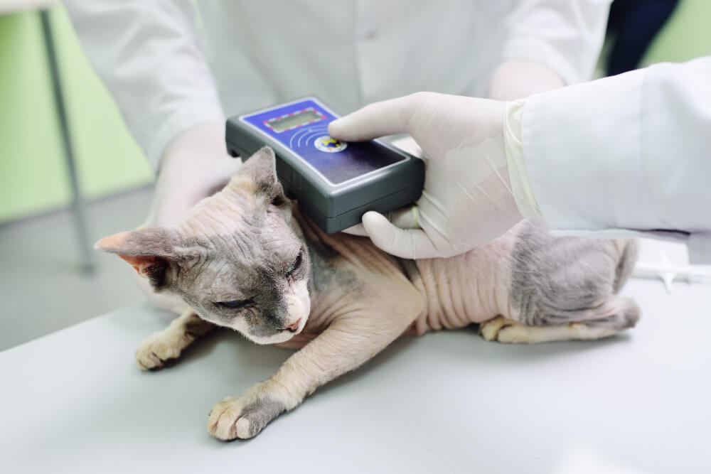 Microchipping in Florence