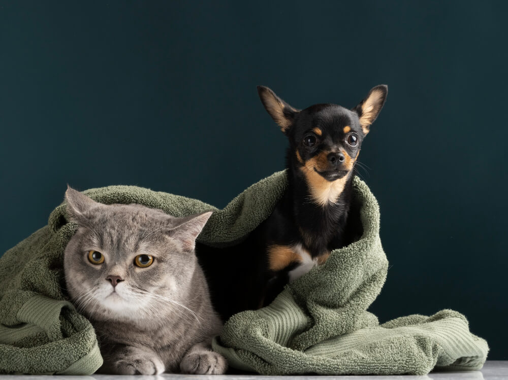 Spay and Neuter in Florence