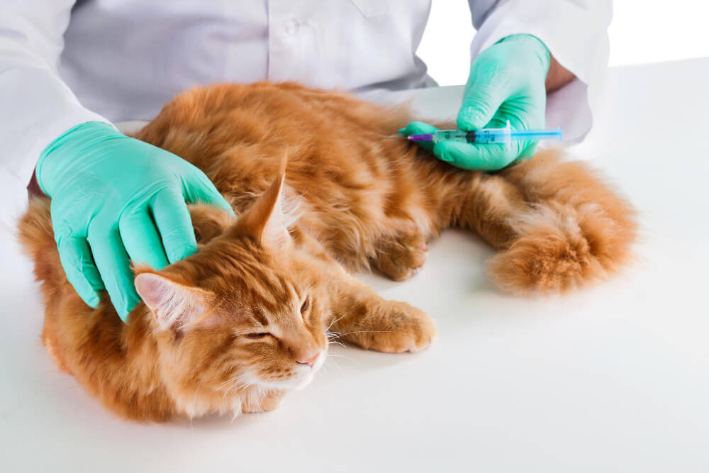 Vaccinations in Florence